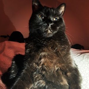 Meet your Posher, Silvia